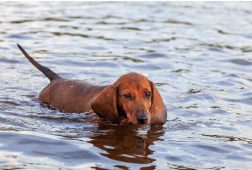 dachshund health