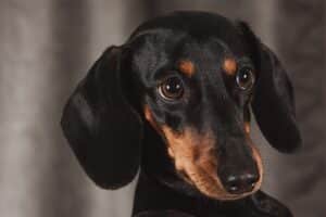 Miniature Dachshund