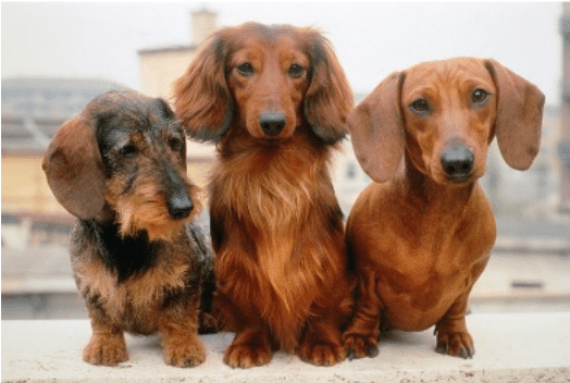 dachshund sizes and coats