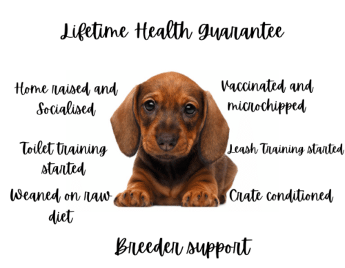 Miniature dachshund puppies for sale