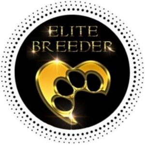 Dachshund Puppies Australia