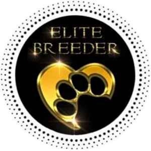 Dachshund Puppies Australia