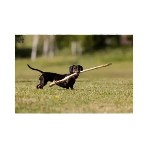 dachshund puppie