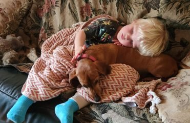 Older dogs for adoption make wonderful pets